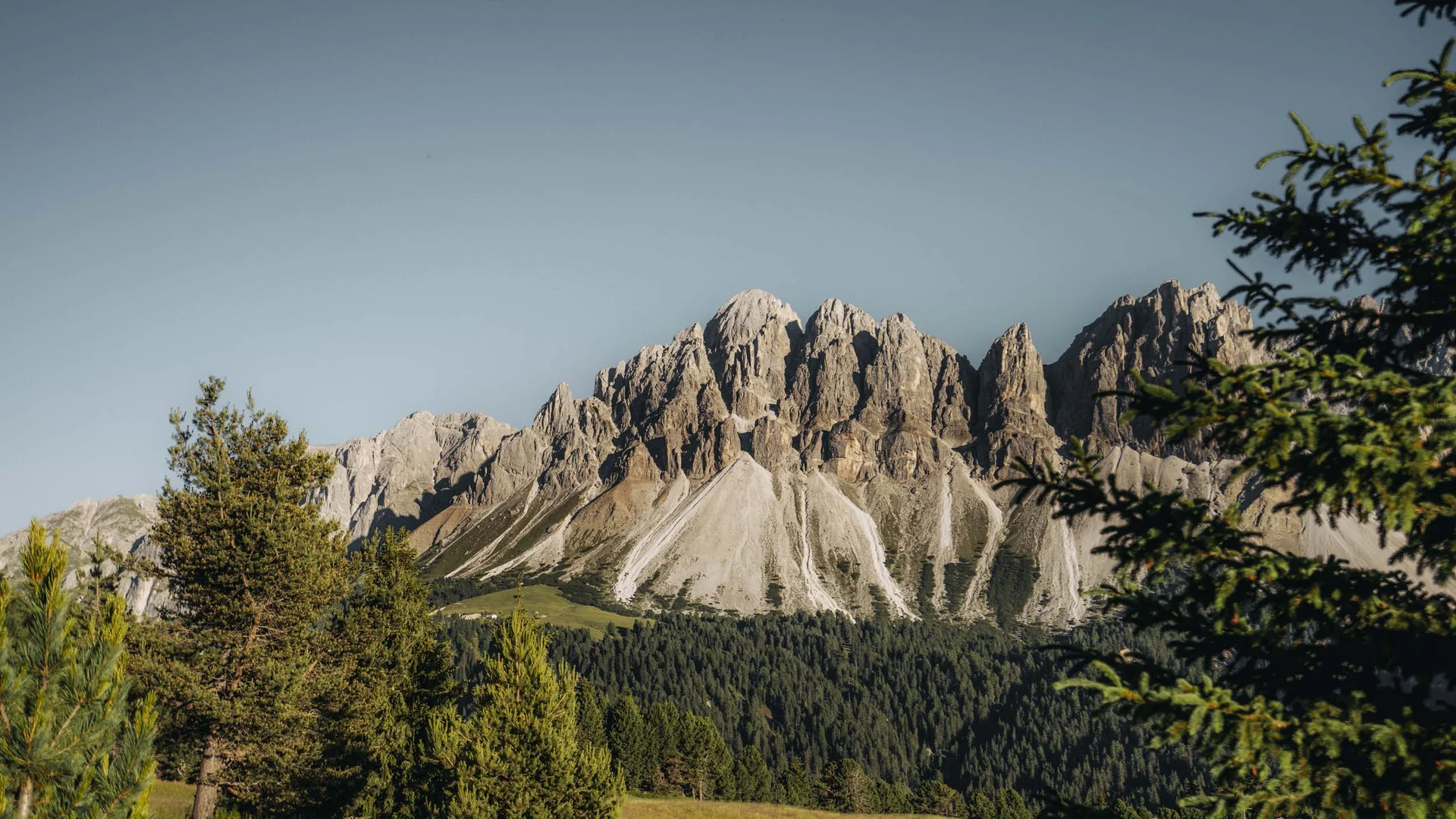 Cime montuose frastagliate dietro un bosco e un prato alpino
